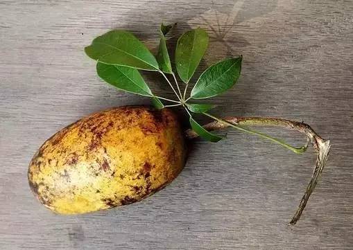 资源"黄狗卵"熟了～这个季节你进山摘野果了吗?