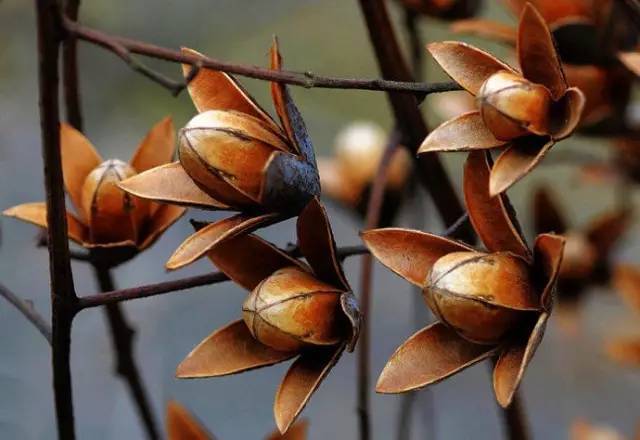 上古有大椿者到底能活多久