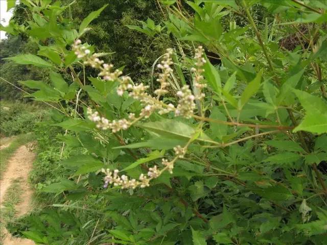 中国成语中的植物涨知识啦