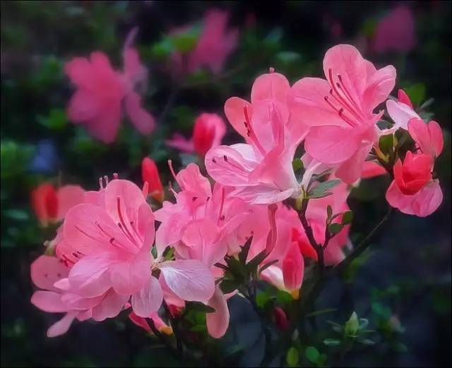 惊艳世界非常时期端午节宅家看中国十大名花