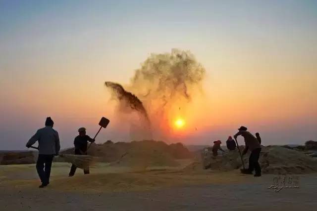 扬麦是一门技术活,但作为庄稼汉必须掌握这个技能.