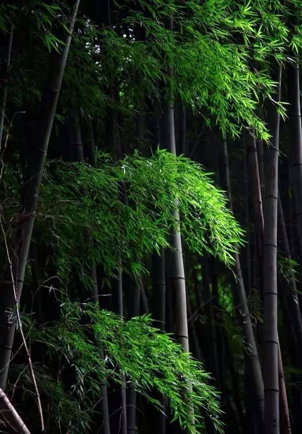 古诗词|古诗词之最：最深的情，给最懂的人