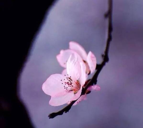 古诗词|古诗词之最：最深的情，给最懂的人