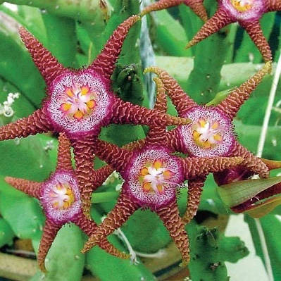 奇异的植物 腾讯网