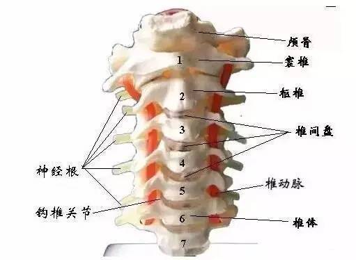 1頸椎-7頸椎(相對應疾病)