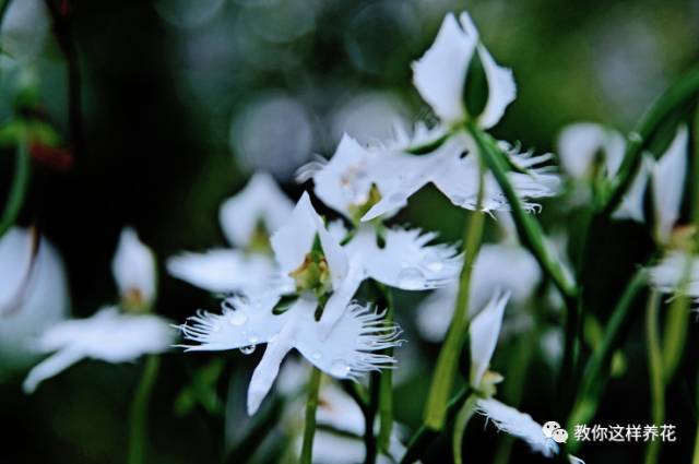 15种长成妖精的奇花异草 见过5种以上就是大神 腾讯新闻