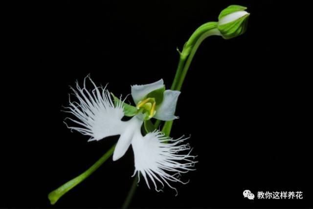 15种长成妖精的奇花异草 见过5种以上就是大神 腾讯新闻