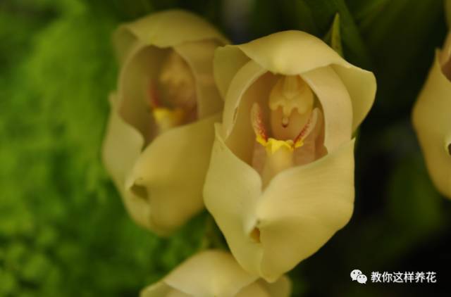 15种长成妖精的奇花异草 见过5种以上就是大神 腾讯新闻