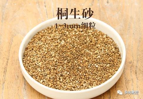 怪不得多肉总烂根 原来是用了这种土 腾讯新闻