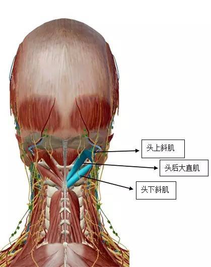 疼痛解剖基礎知識點合集