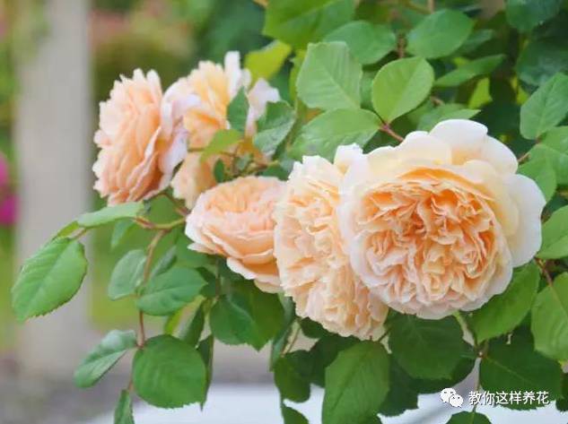 名稱來歷:瑞典太子妃瑪格麗特(crown princess margareta)是維多利亞