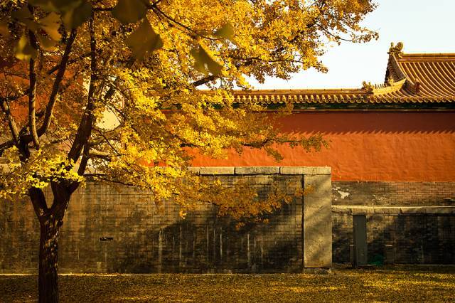 北京|一到秋天，北京就美成了北平