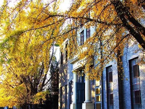 北京|一到秋天，北京就美成了北平