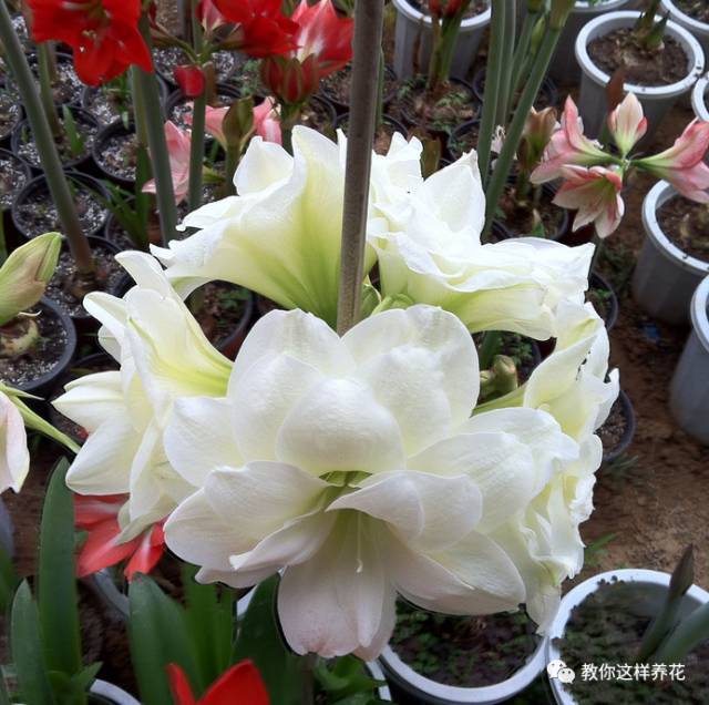 这些花撒土里就开花 现在就要养 不养亏大了 腾讯新闻