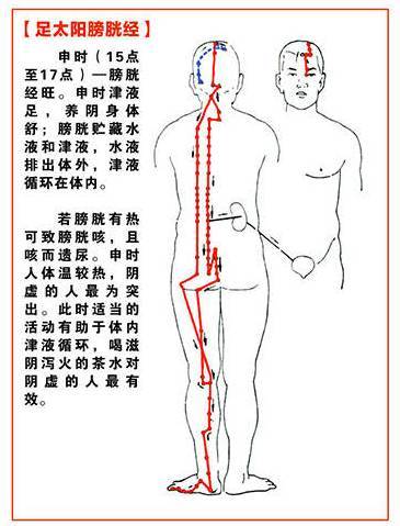 也是五臟六腑的反射區,因為五臟六腑的神經和血管都連在脊椎上