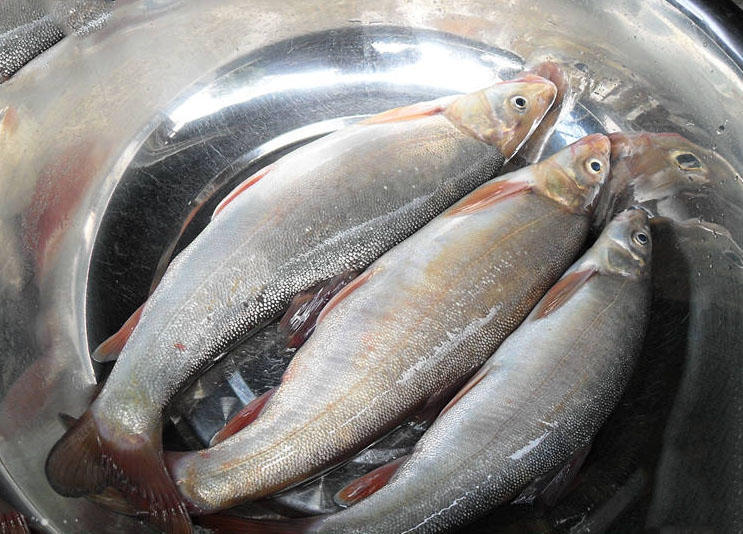 藏在深山里的细鳞鱼我至今不知道其学名