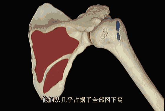 肩關節|肩袖|岡上肌