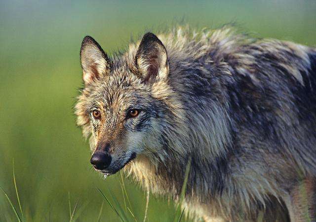 如果人在野外遇到一只北美灰狼能够赤手空拳打赢它们吗