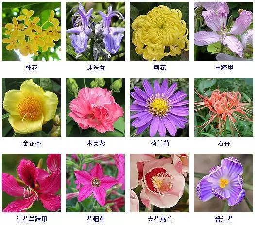 各种花卉名称大全图片