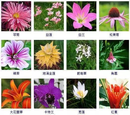 100种植物 图片名称图片