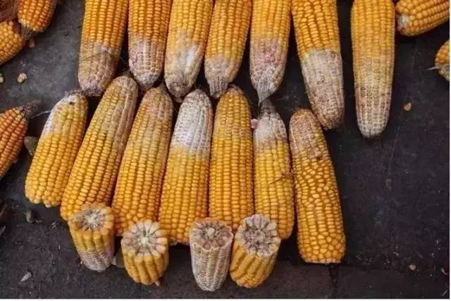 玉米|2021年，选玉米种必须要掌握的13个标准！
