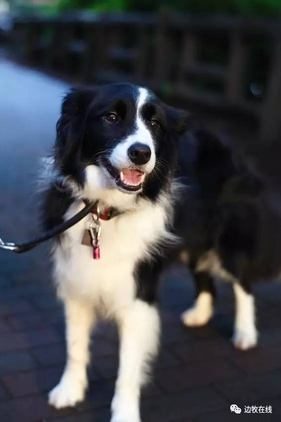 边牧专栏丨边境牧羊犬跟随训练