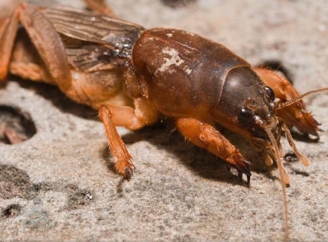 别看它身形长长的或者叫它蜢狗,猪儿虫,竹狗虫……还有地方叫它爬狗虫