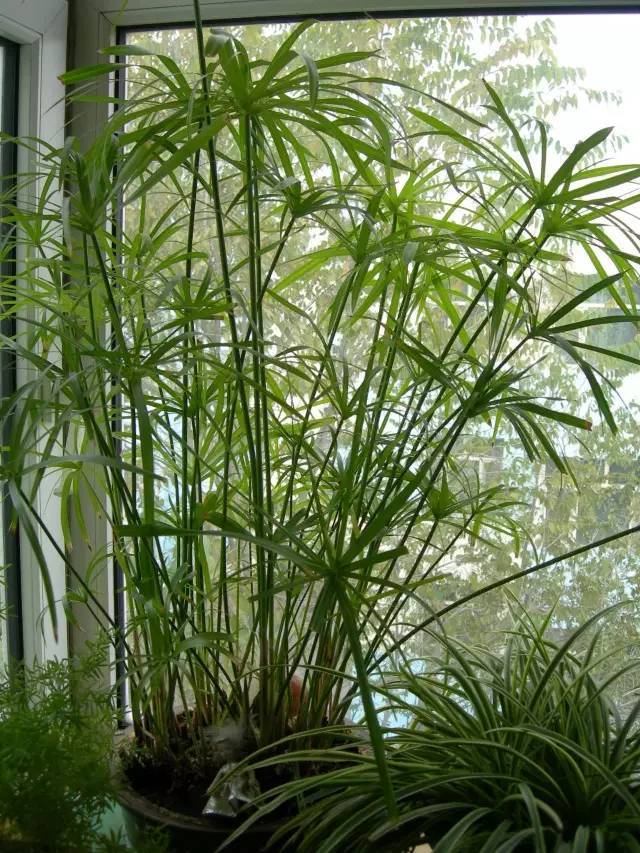 家养竹子种类品种图片