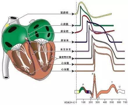 心血管疾病|心血管疾病图文详解！太珍贵了！看完全明白！