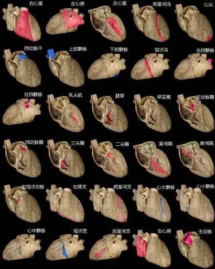 心血管疾病|心血管疾病图文详解！太珍贵了！看完全明白！