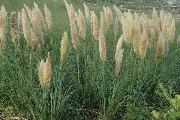 【蜜院-植物】100种·常见常用花镜植物汇总(下)_腾讯新闻