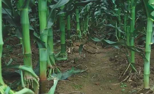 玉米|2021年，选玉米种必须要掌握的13个标准！