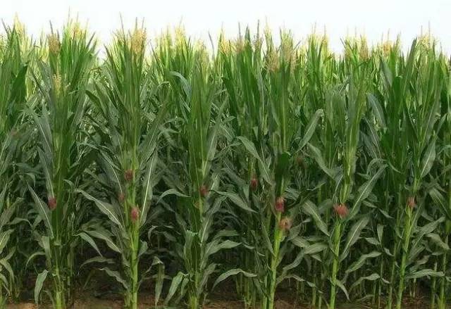 玉米|2021年，选玉米种必须要掌握的13个标准！