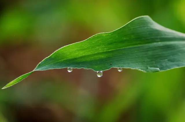 玉米|2021年，选玉米种必须要掌握的13个标准！