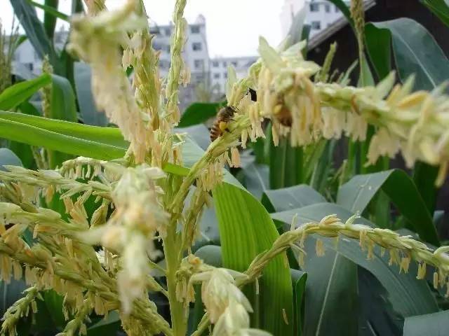 玉米|2021年，选玉米种必须要掌握的13个标准！