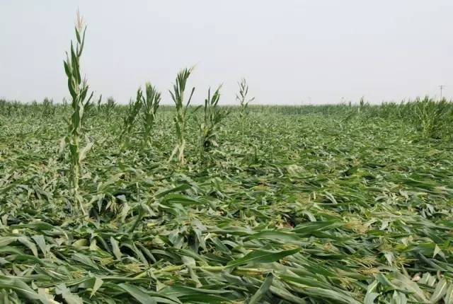 玉米|2021年，选玉米种必须要掌握的13个标准！