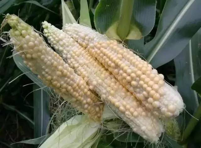 玉米|2021年，选玉米种必须要掌握的13个标准！