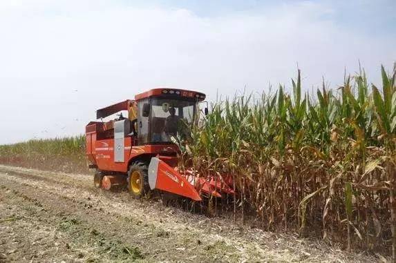 玉米|2021年，选玉米种必须要掌握的13个标准！