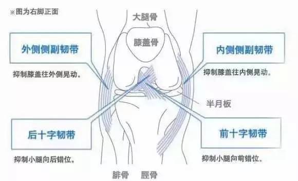 后交叉韧带起止点图解图片