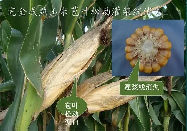 玉米|紧急提醒：今年玉米要晚收，小麦要晚种！什么情况？原因公布！