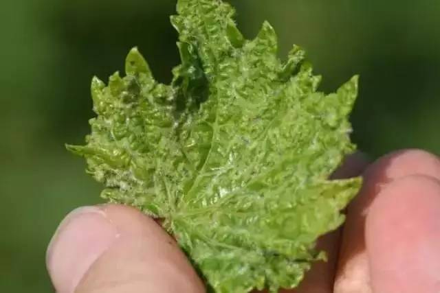 蓟马危害高清图谱蓟马防治要点全解析