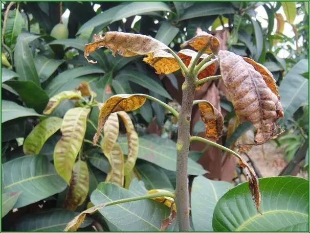 蓟马危害高清图谱蓟马防治要点全解析