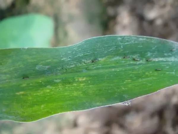 蓟马危害高清图谱蓟马防治要点全解析