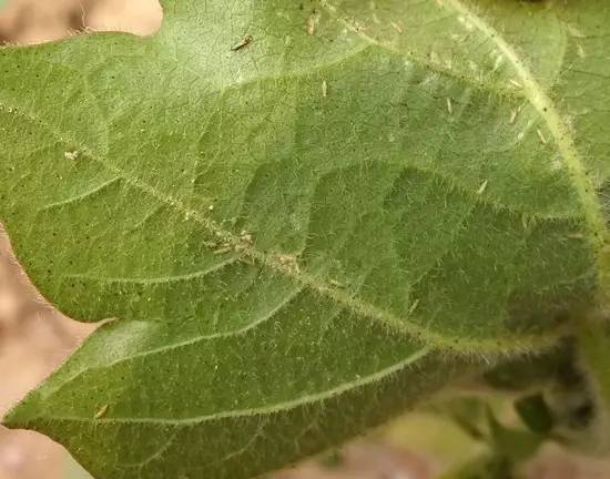 蓟马危害高清图谱蓟马防治要点全解析