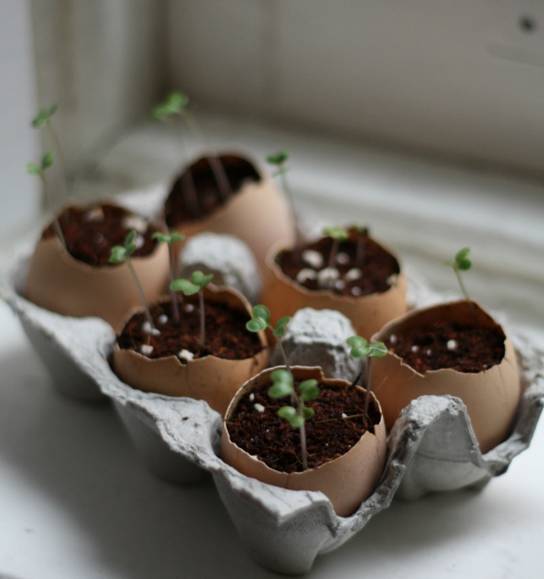 养花施肥,几个鸡蛋壳就搞定,花大色艳,果子多多!