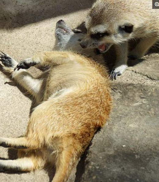 动物园狐獴大片瘫死,众人焦急抢救,结局却让人捧腹大笑