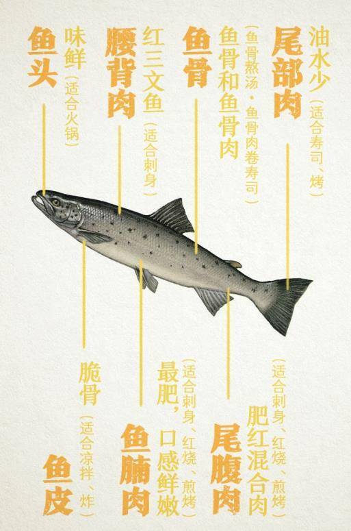 中国人和三文鱼之间的爱恨纠葛