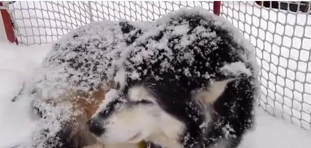 狗狗执意雪地歇息 主人欲哭无泪 下一幕让人心疼不已 腾讯新闻