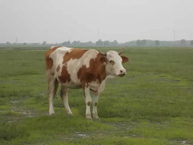 世界上最好的牛让您大开眼界