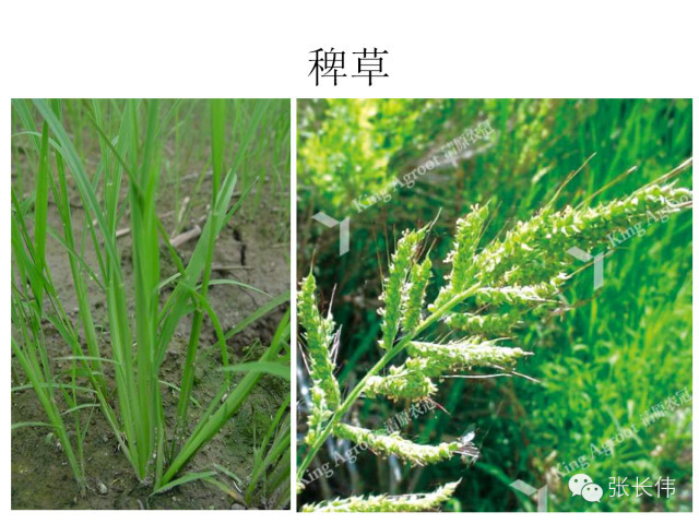 高清杂草图谱,一次全认识了